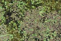 Azolla filiculoides