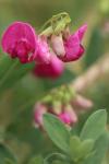 Lathyrus tuberosus