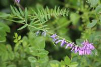Vicia cracca