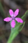 Dianthus armeria