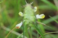 Melampyrum cristatum