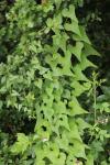 Dioscorea communis