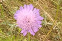 Knautia arvensis