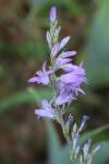 Campanula rapunculus