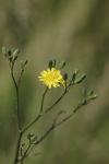 Lapsana communis