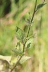 Lapsana communis