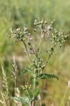 Sonchus asper