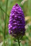 Anacamptis pyramidalis