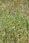 Potentilla recta