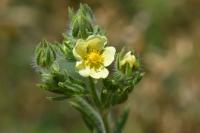 Potentilla recta
