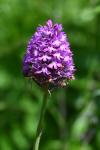 Anacamptis pyramidalis