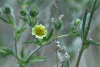 Potentilla recta