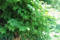 Reynoutria japonica