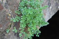 Asplenium ruta-muraria