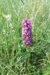 Anacamptis pyramidalis