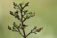 Scrophularia nodosa