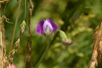 Lathyrus hirsutus