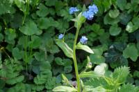 Myosotis sylvatica