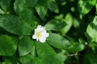 Crataegus germanica