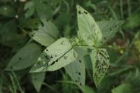 Scrophularia nodosa