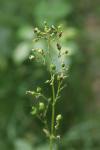 Scrophularia nodosa
