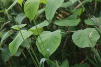 Reynoutria japonica