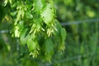 Carpinus betulus