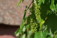 Acer pseudoplatanus
