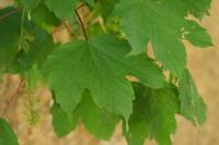 Acer pseudoplatanus