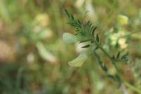 Vicia lutea