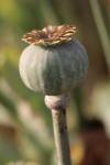 Papaver somniferum