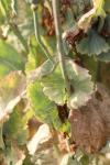 Papaver somniferum