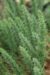 Ulex minor