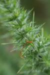 Ulex minor