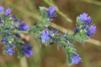 Echium vulgare