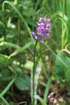 Dactylorhiza praetermissa