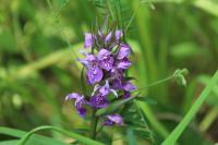 Dactylorhiza praetermissa