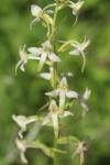 Platanthera bifolia