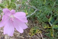 Malva moschata