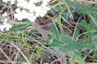 Achillea millefolium