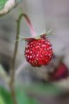 Fragaria vesca