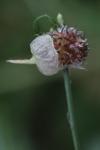 Allium vineale