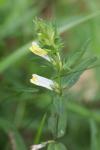 Melampyrum pratense