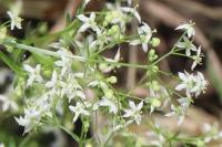 Galium palustre