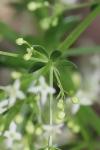Galium palustre