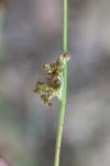 Juncus conglomeratus