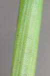 Juncus conglomeratus