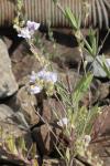 Linaria repens