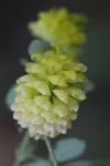 Trifolium campestre