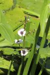 Sagittaria sagittifolia
